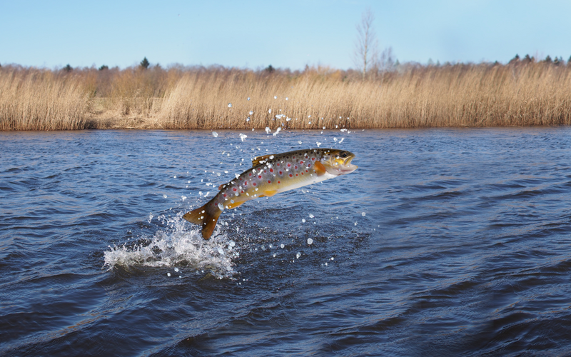 The Secret Lives of Salmon