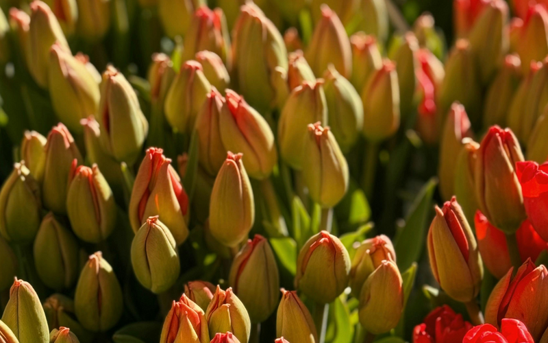 The Madness of Crowds