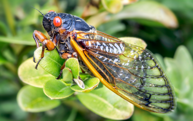 Cicadas - They’re Even in My Thoughts