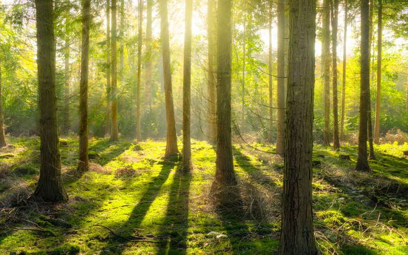 The Forest for the Tress